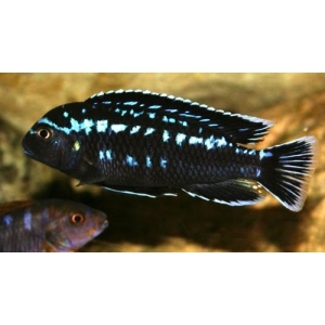 Melanochromis Interruptus